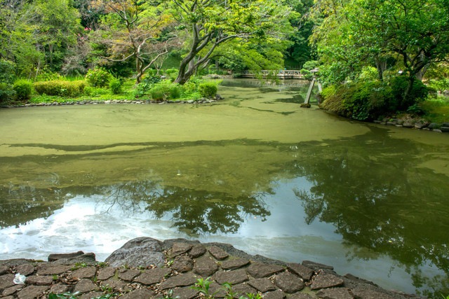 大量発生しているアオコ