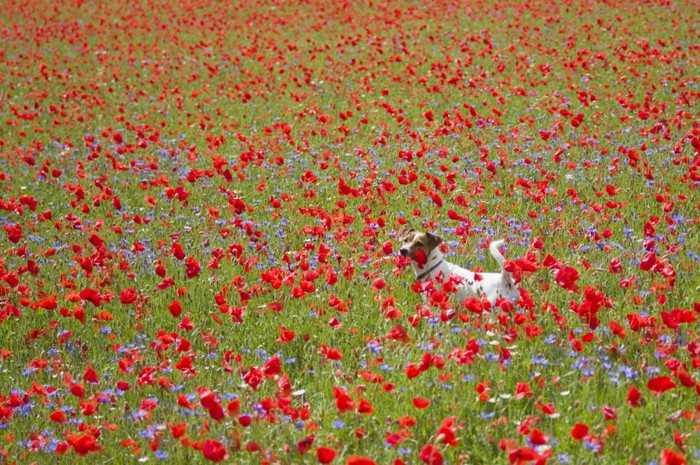 花畑で楽しそうな犬