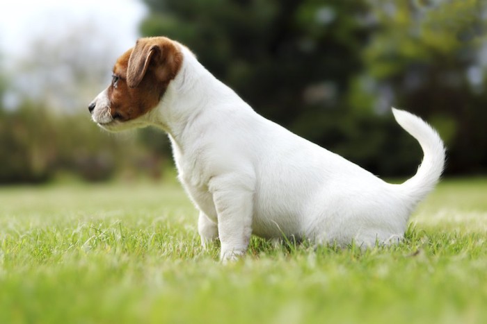 芝生の上で尻尾を振っている犬