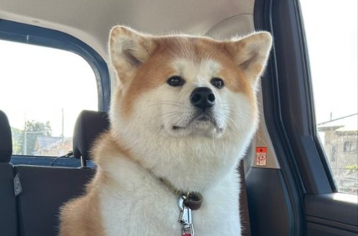 おとぼけ