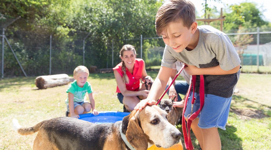 ビーグル犬を撫でる少年と家族