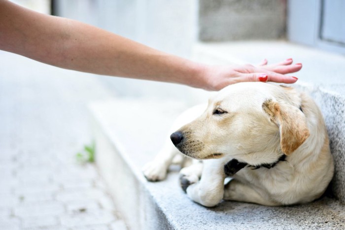 階段で丸くなる犬と撫でる人の手