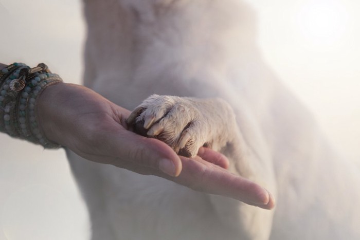 飼い主さんの手に置かれた犬の前脚