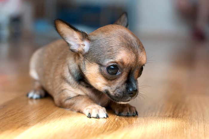 床に伏せているフォーン色のチワワの子犬