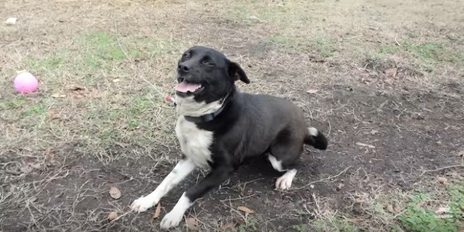 鎖から解放された犬