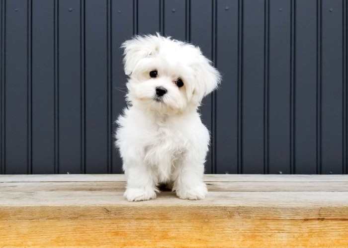 正面を見つめて首を傾げる子犬