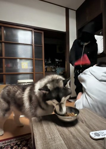 一心不乱に食事する犬