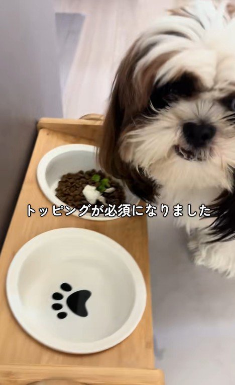 ご飯を食べないパンちゃん6