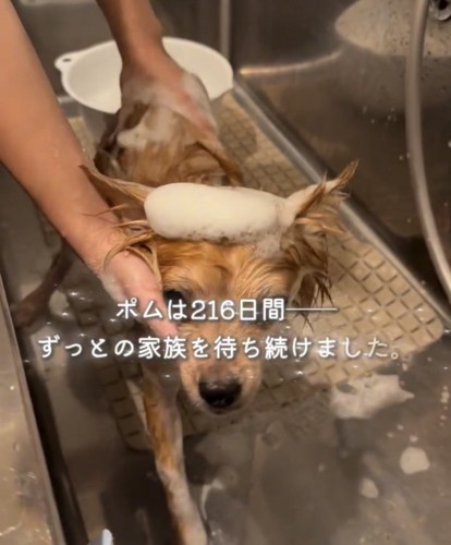 シャンプー中の犬