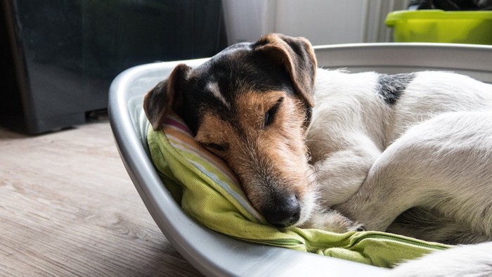 犬用ベッドで眠る犬