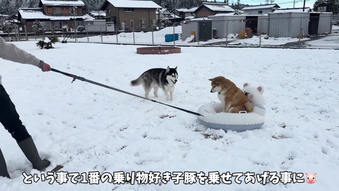 乗り物大好きなおもちくん