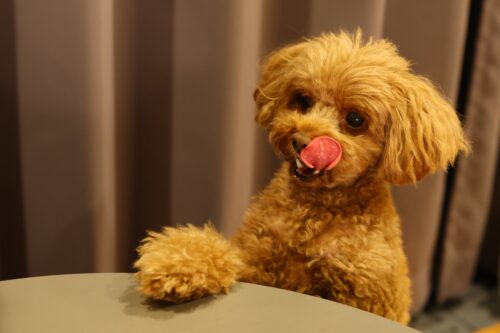 テーブルに手をかけておやつを要求する犬