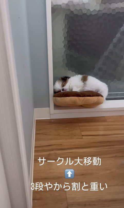 赤ちゃん犬が行方不明6