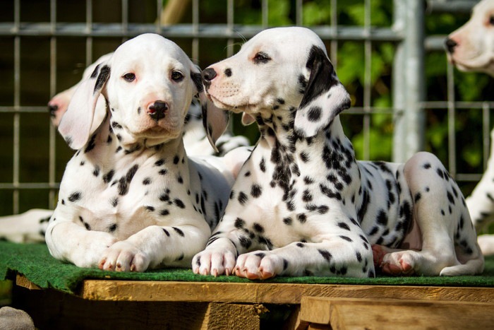 伏せている2匹のダルメシアンの子犬