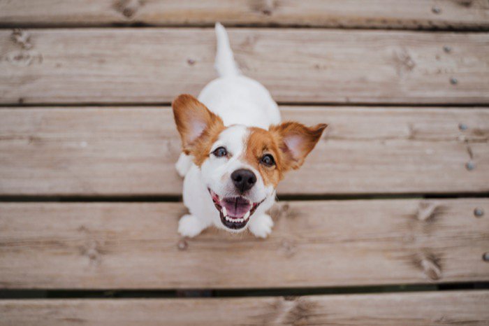 笑顔で見上げる犬