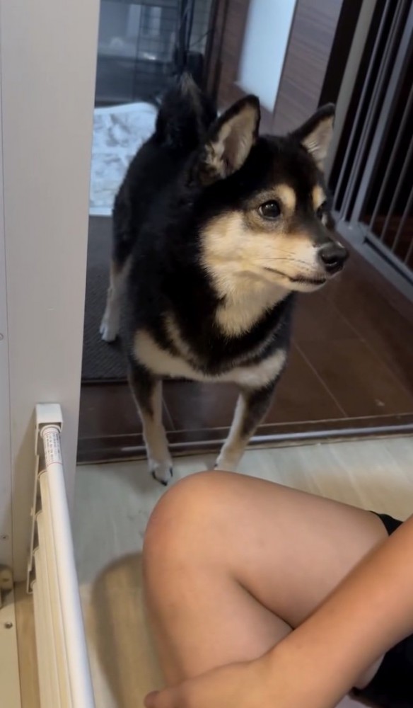 キョロキョロ