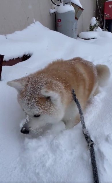 埋もれる姿