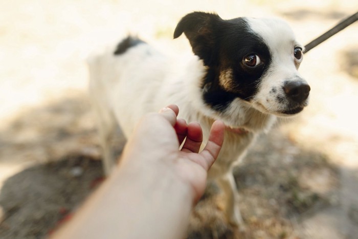 触られるのを躊躇する犬