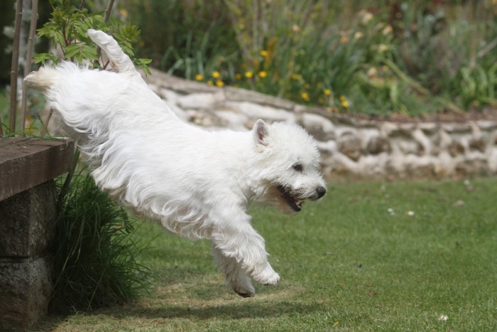 段差から飛び降りる犬