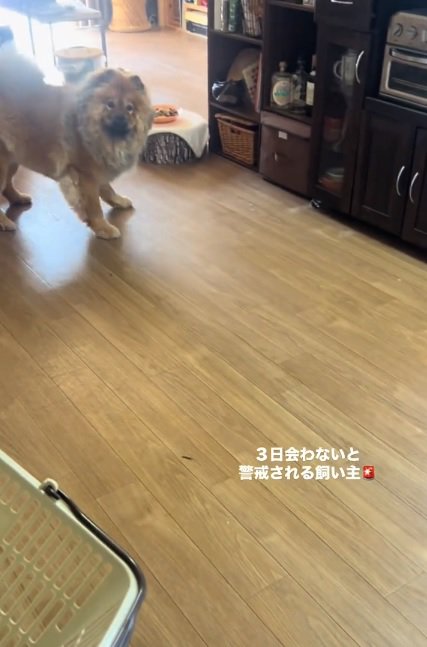 チャウチャウのうーちゃん