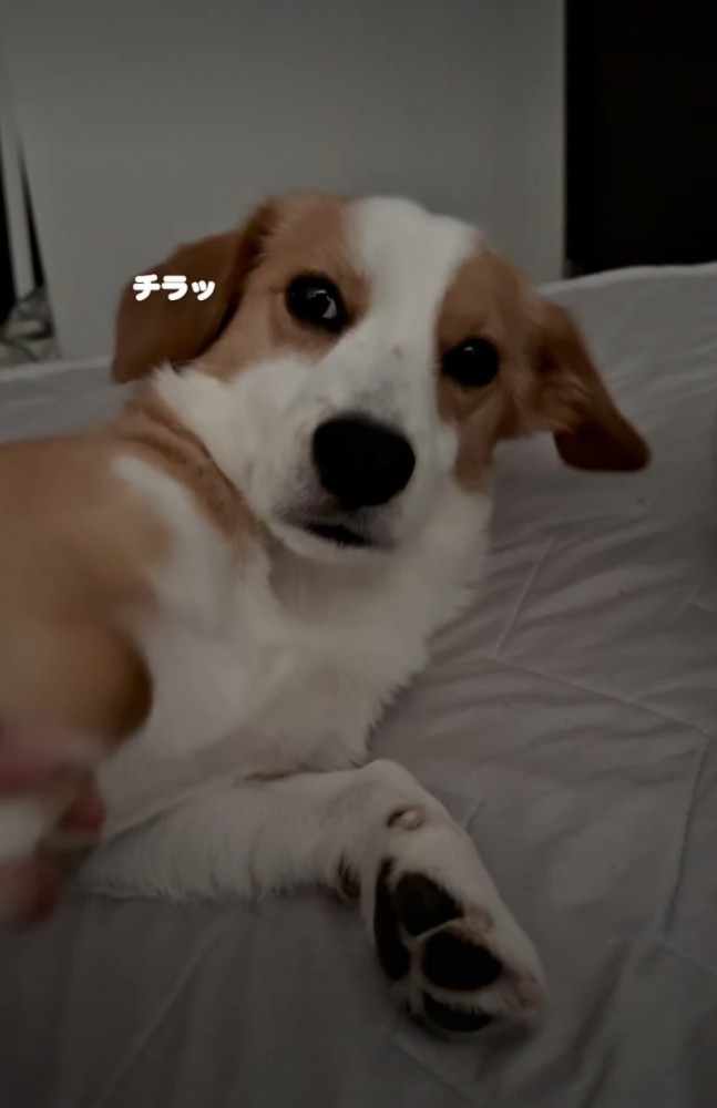 横目で見る犬