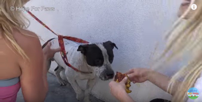 食べ物をもらう犬