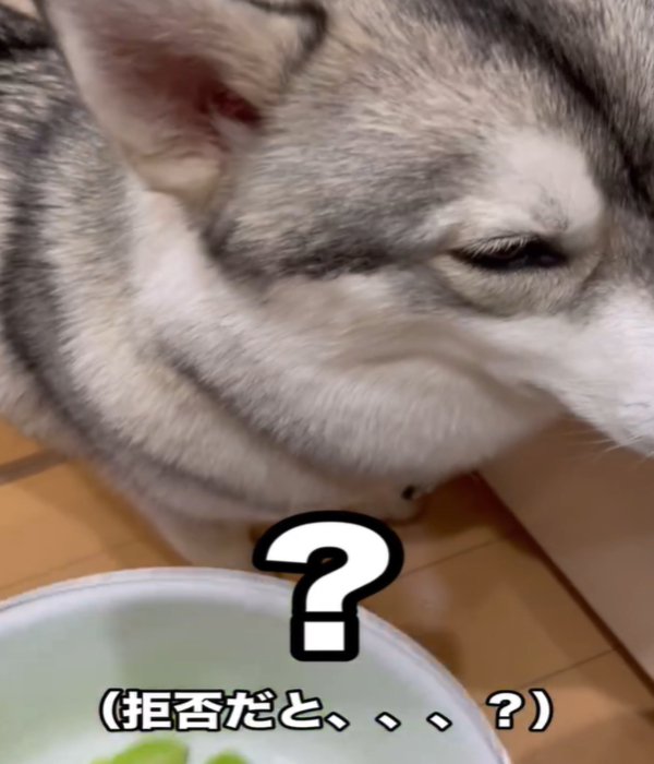 顔をそむける犬
