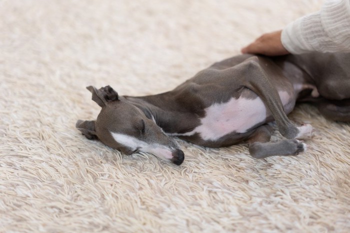 撫でられながら眠っている犬