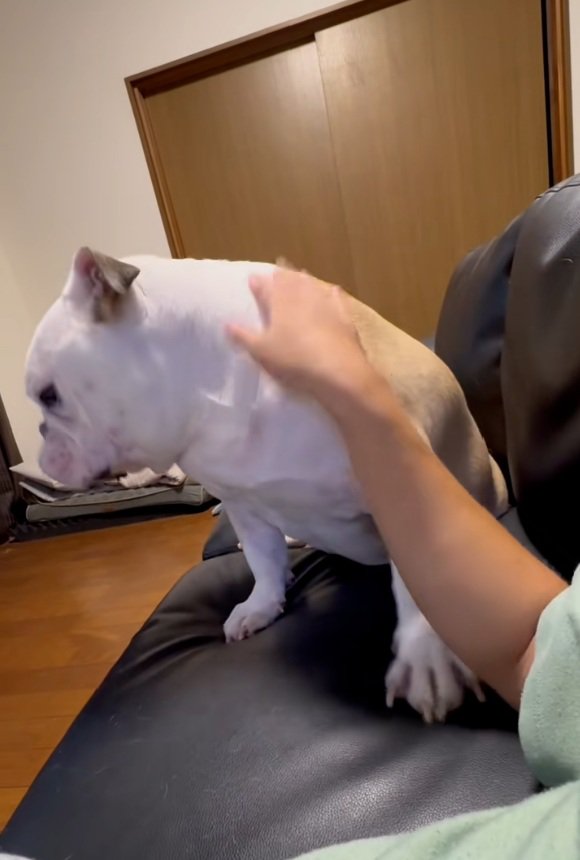 撫でられるぱせり君