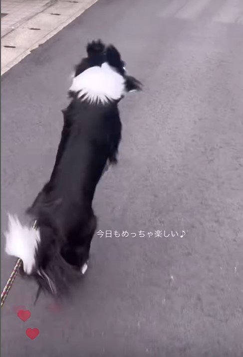 お散歩中のルナちゃん5