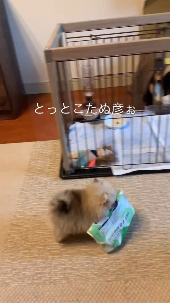 ウェットシートを咥えて部屋を歩き回るポメ赤ちゃん