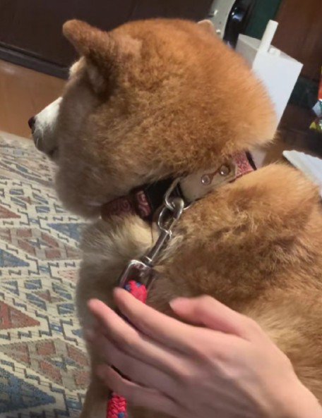 お散歩に誘ってみると…