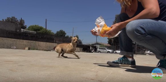 びくつく母犬