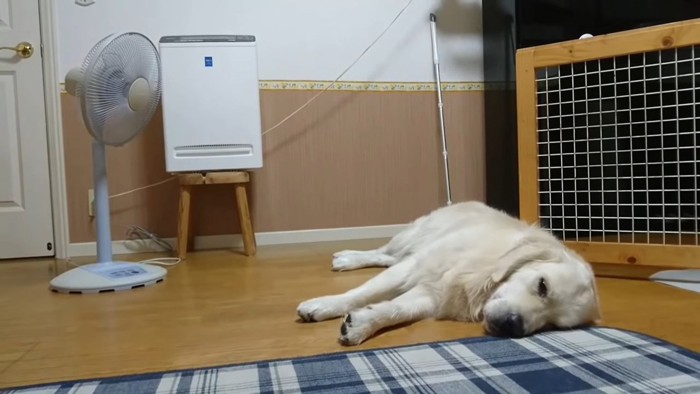 扇風機の前を独り占めするギンちゃん⑩
