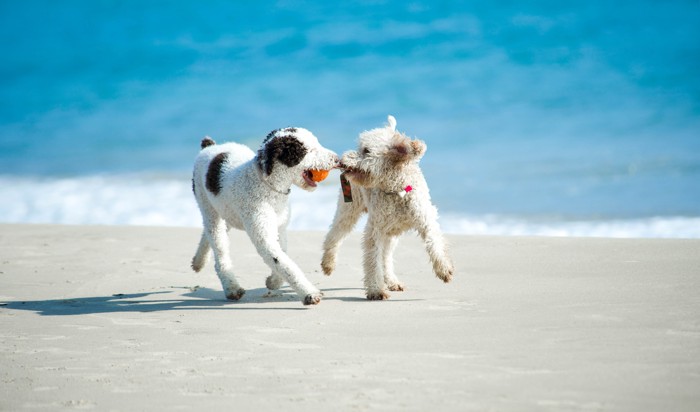 2匹の走る犬