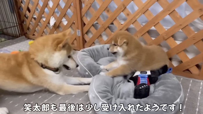 子犬と向かい合う伏せをした柴犬