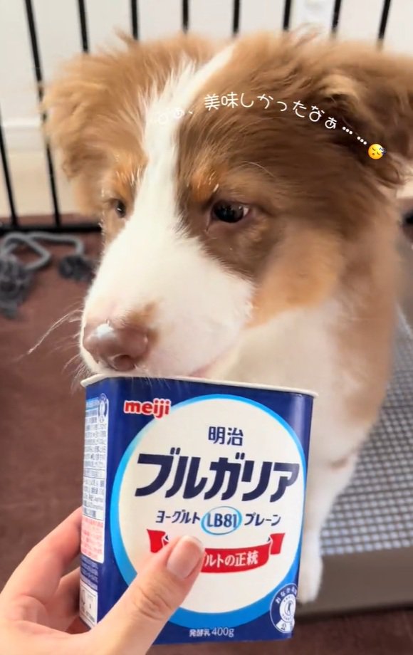 顔にヨーグルトをつけたアンディ君