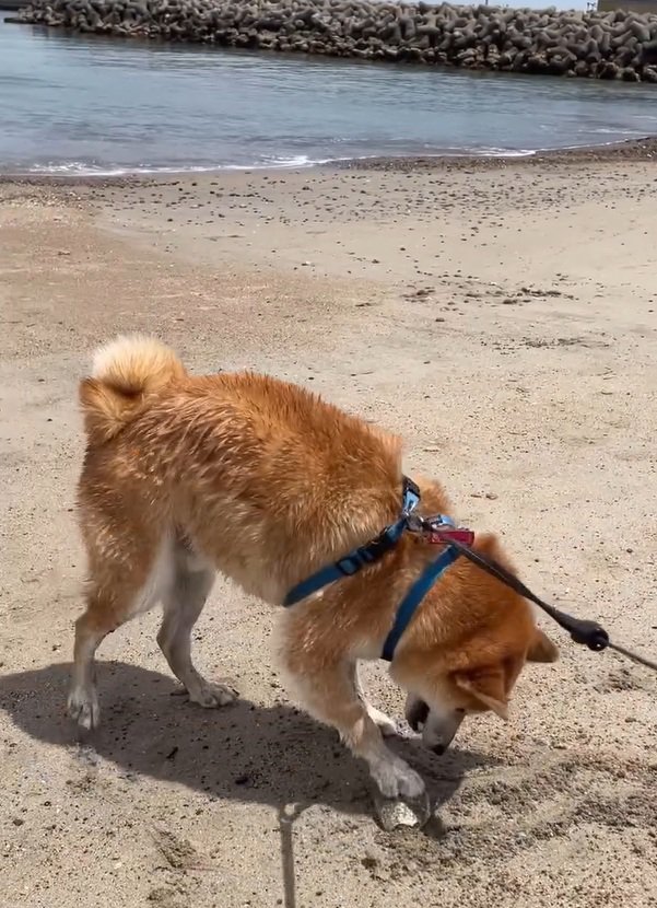砂浜で遊ぶ海くん