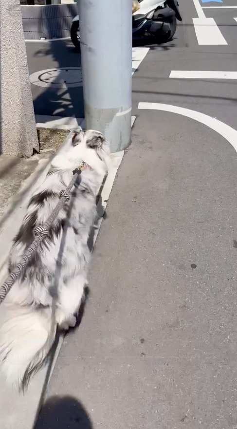 大通りを歩く犬