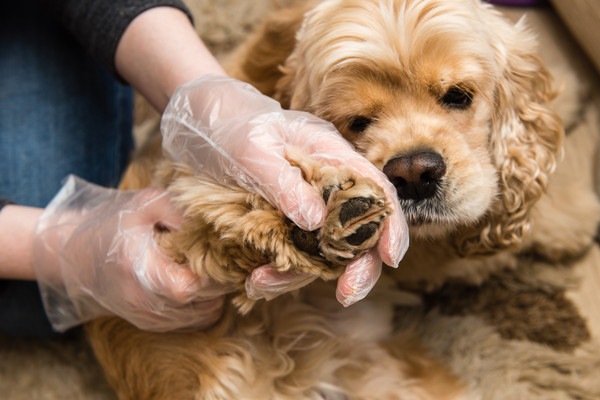 足をチェックされている犬