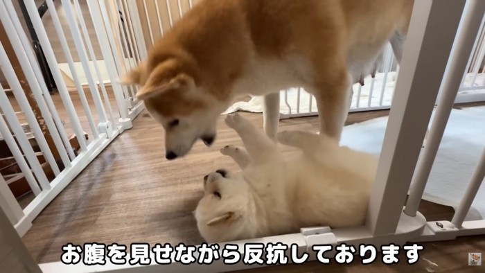 寝転がったまま反抗!