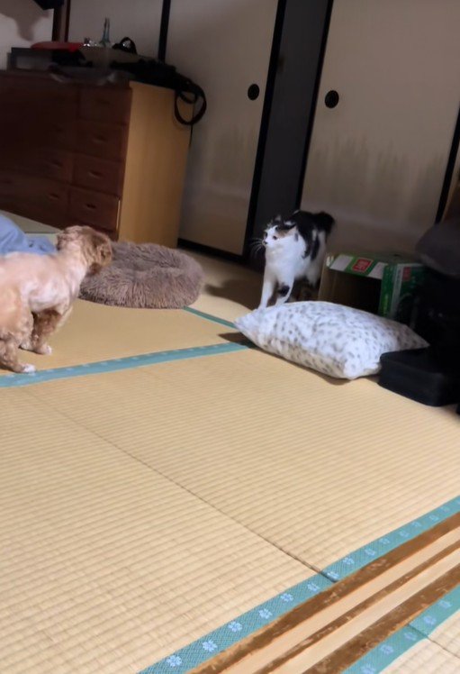 ビビちゃんを遊びに誘うイヴちゃん6