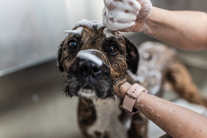 シャンプー中の犬