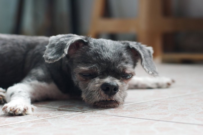 家の中で伏せて寝ている犬