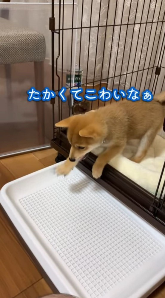 足を出そうとする柴犬