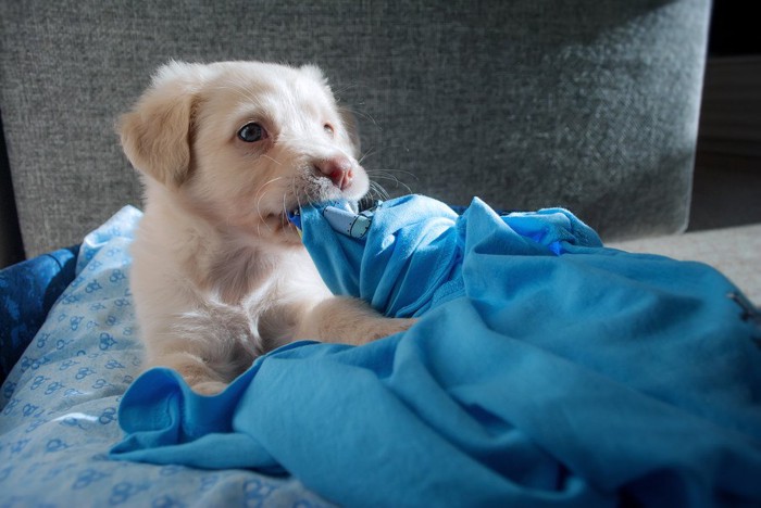 青い布を噛む犬