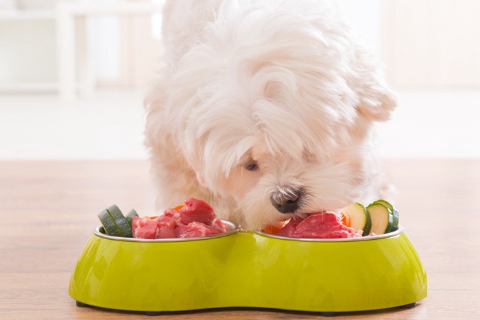 肉を食べている犬