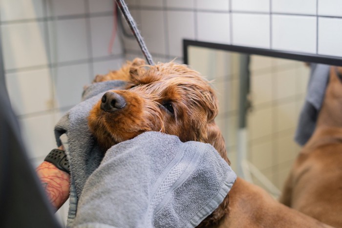 タオルドライされる犬