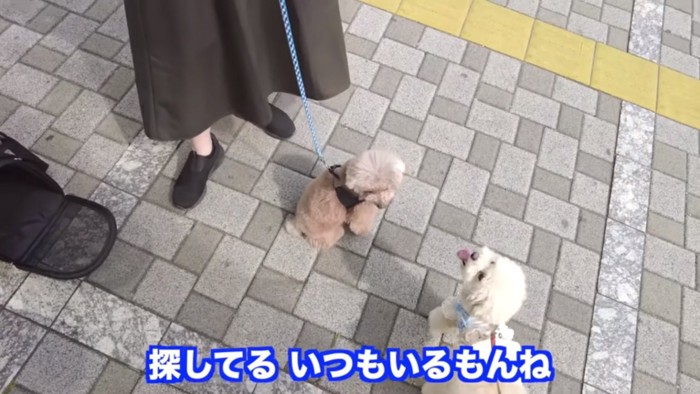 おじいちゃんを探す2匹