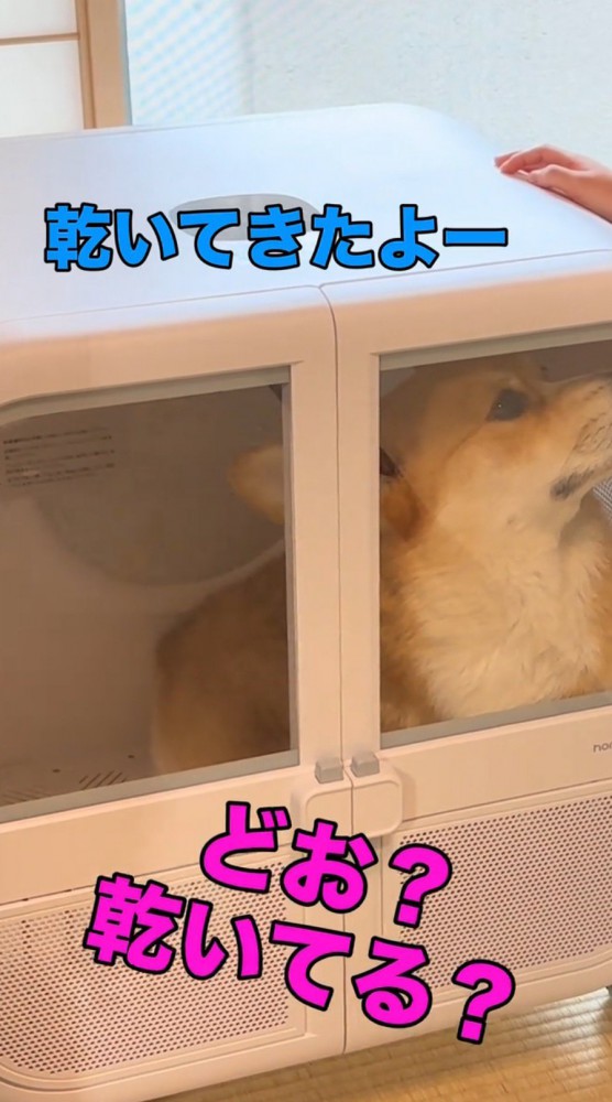 ドライヤーハウスの中で穏やかな顔になる犬